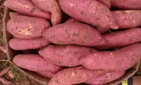 Sweet Potato