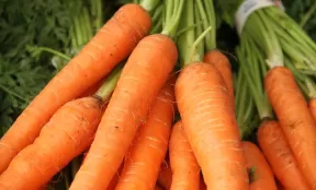 Carrot