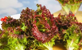 Red lettuce