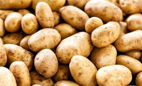 Potato