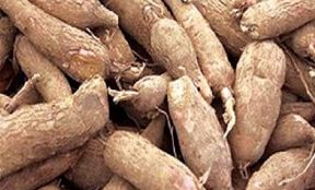 Cassava