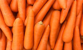 Carrot
