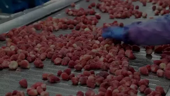 Quick-Frozen Food Processing Videos
