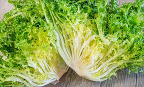 Romaine lettuce