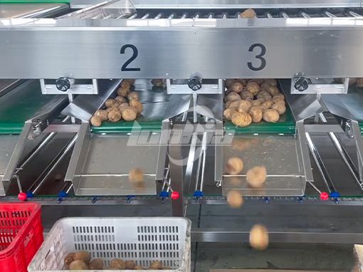 Potato Grading Machine