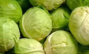 Cabbage