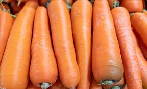 carrot