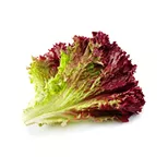 Red leaf lettuce