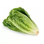 Romaine lettuce