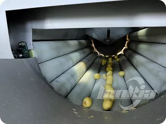 Brush Roller Peeling Machine for Root Vegetables Gallery