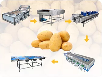 Potato Washing Drying Sorting Line