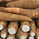 Cassava