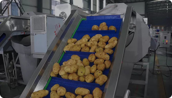 Brush Roller Peeling Machine Video