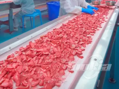 Freeze Dryers Machine