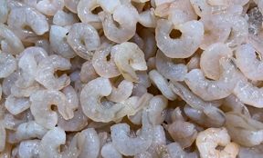 shrimp