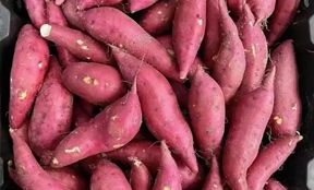 sweet potato